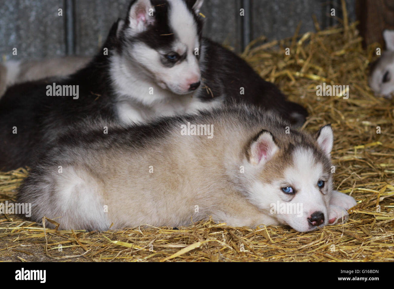 Siberian Husky Puppies Stock Photo - Alamy