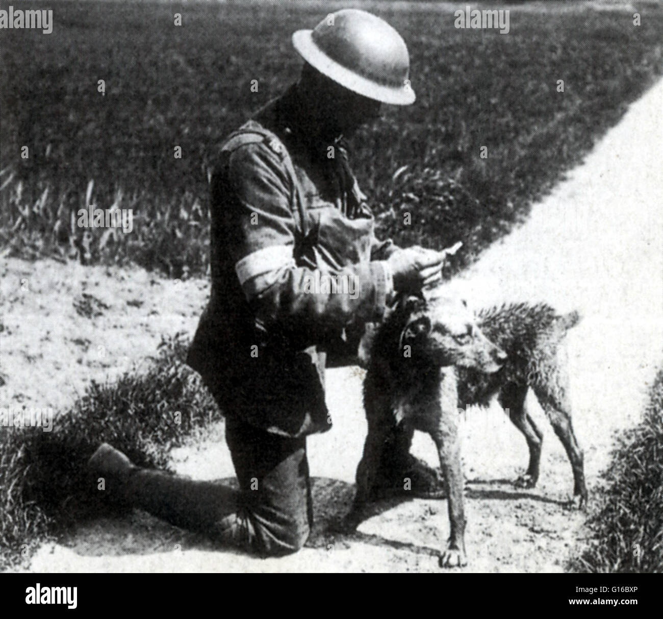 what were dogs used for in war