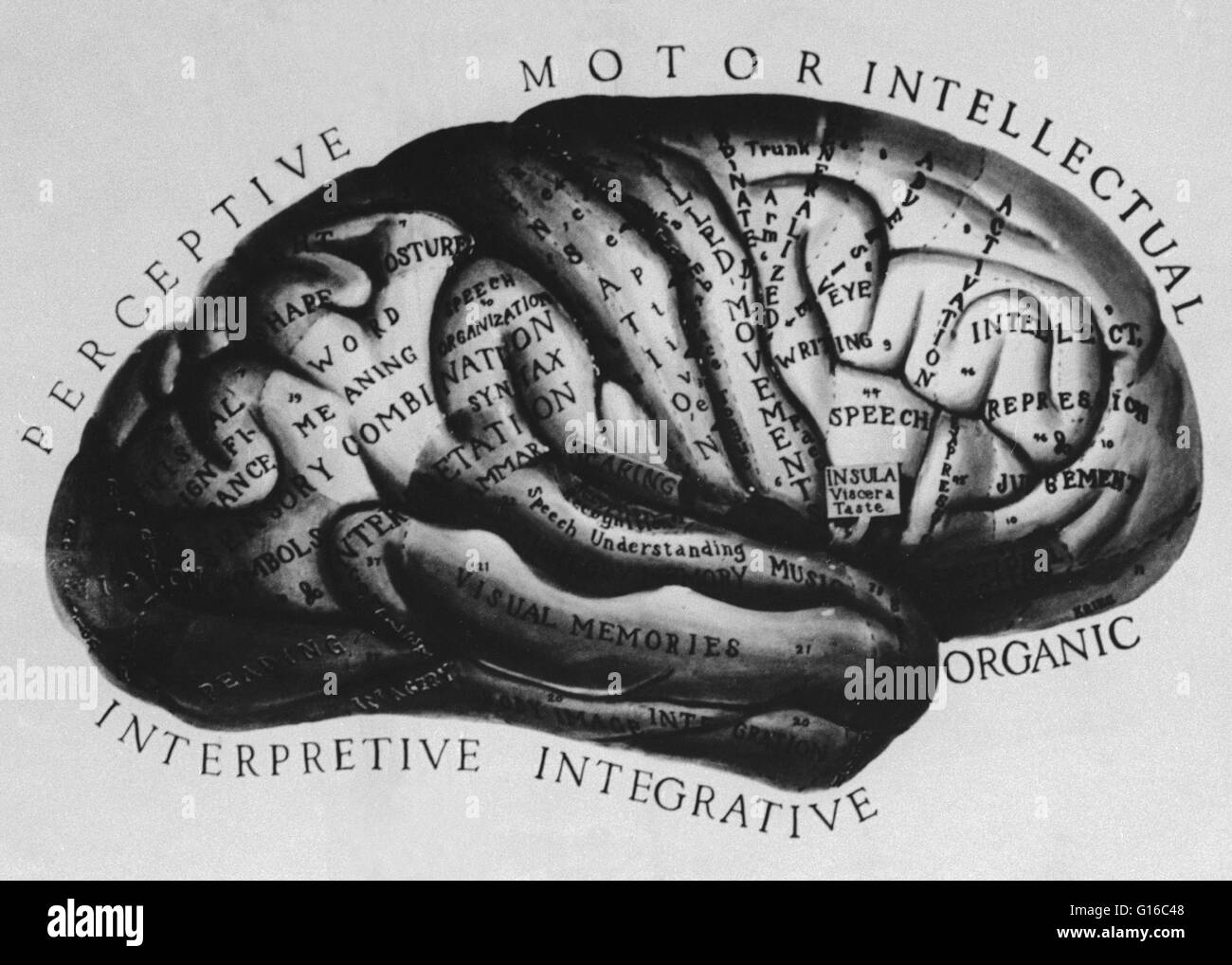 A historical anatomical illustration of the brain with parts labeled according the medical knowledge of the time. Stock Photo