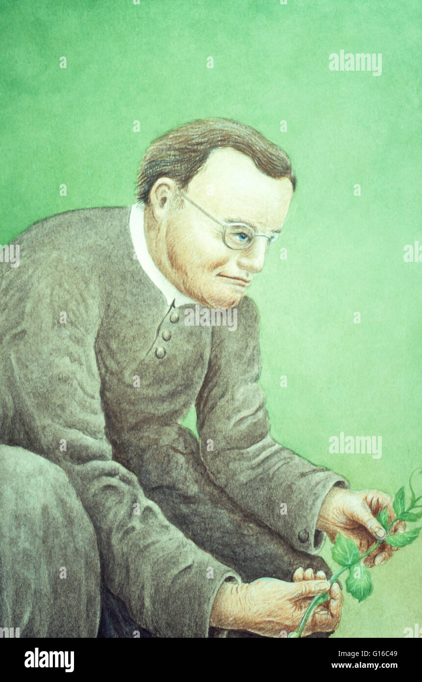 Грегор мендель у руля монастыря. Грегор иоганн мендель генетика. Грегор мендель у руля монастыря. Грегор мендель у руля монастыря. Мендель.