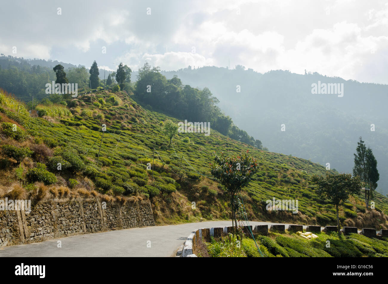 Tea plantations on either side of Bloomfield Road leading to Rock Garden, Darjeeling, West Bengal, India Stock Photo