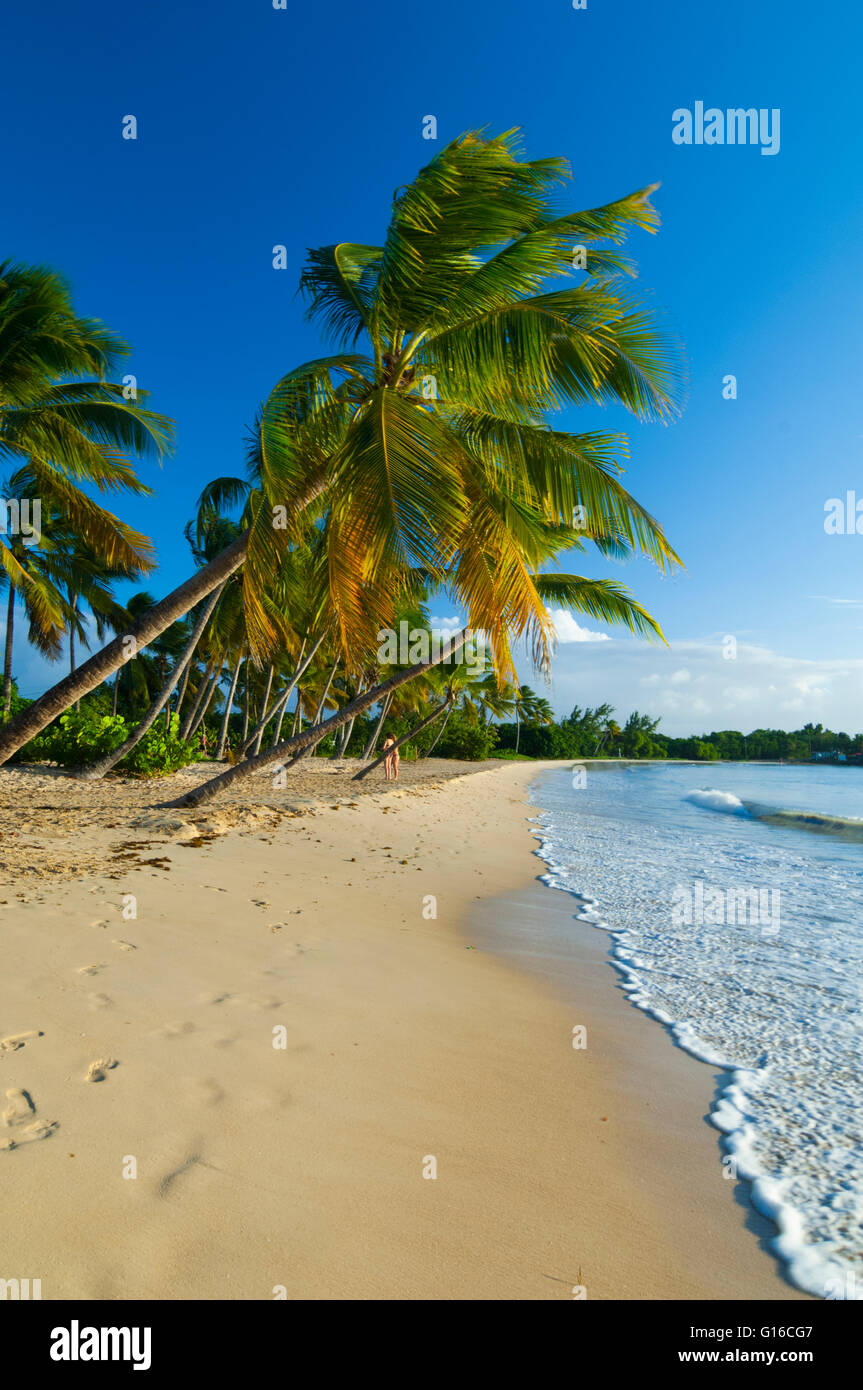 Ste Anne Martinique Stock Photos Ste Anne Martinique Stock