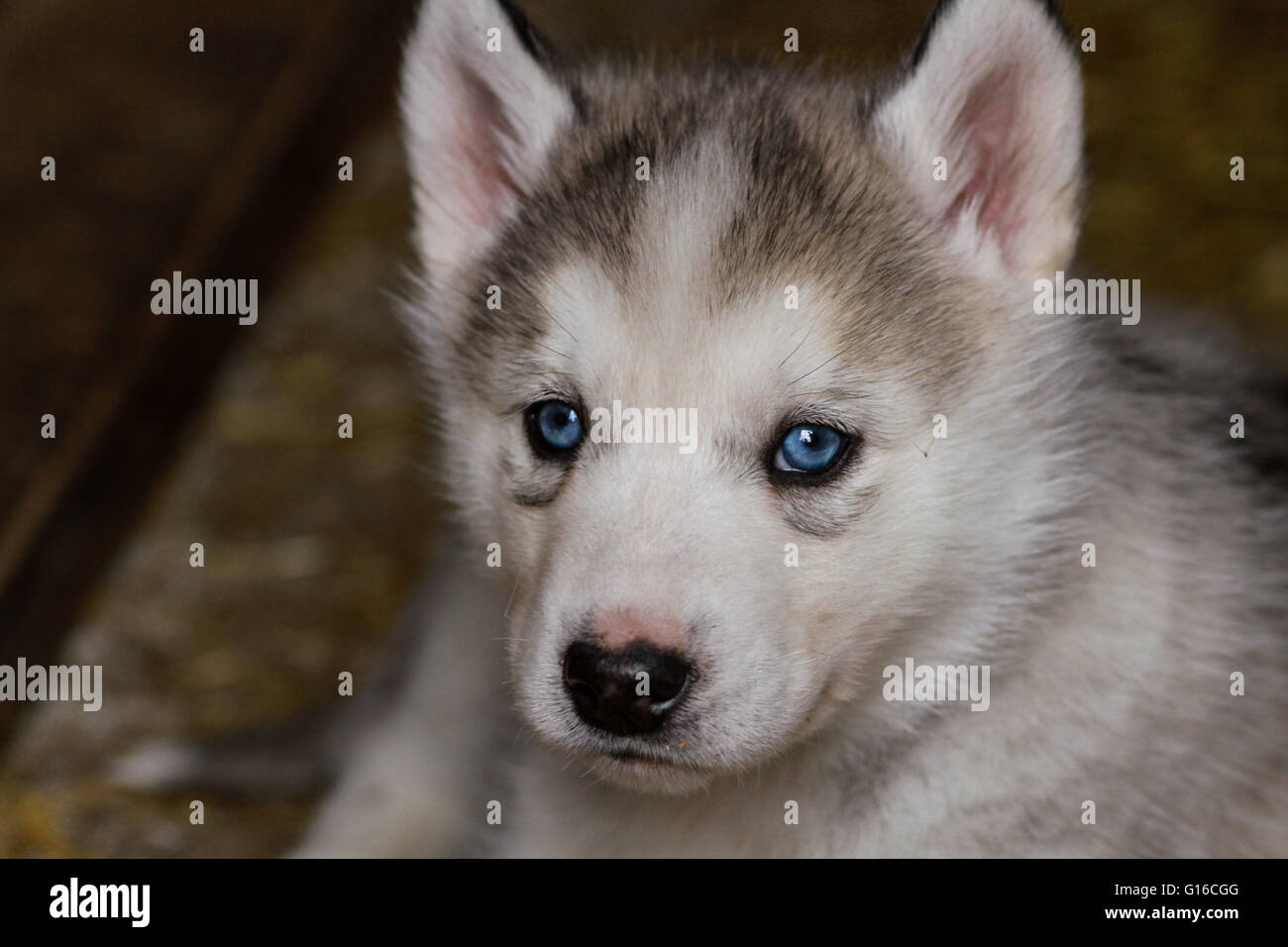 A baby siberian husky pup Stock Photo - Alamy