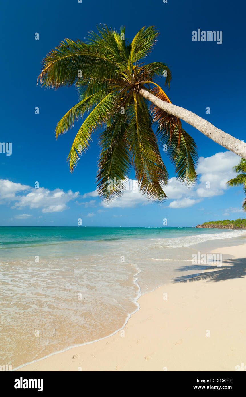 Ile De Martinique Sainte Anne Plage De Grande Terre France Martinique Island Sainte Anne Plage De Grande Terre Beach Stock Photo Alamy