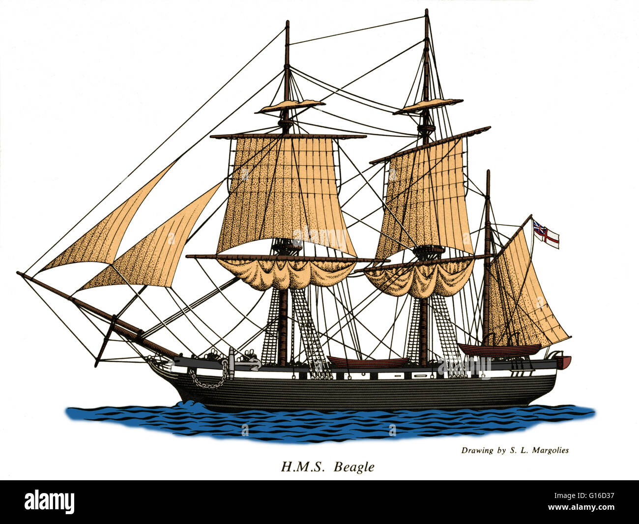 H.M.S. Beagle, a ship assigned by the Admiralty to surveying the southern  coast of South America in two expeditions, the second of which involved  Charles Darwin, who gathered information that would later