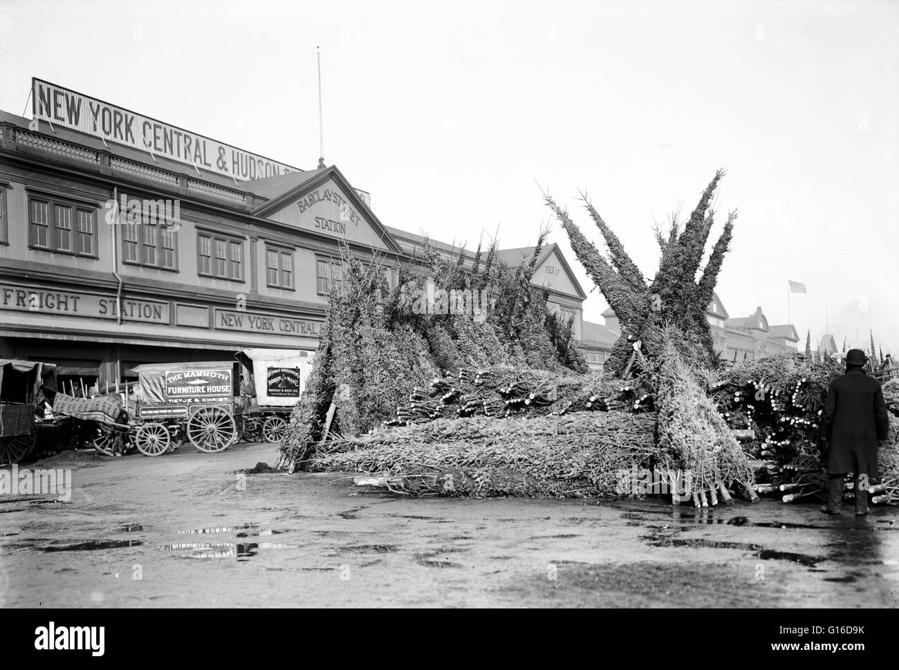 Entitled: 'Christmas tree market, New York City' circa 1885-95. In the early 1800s the Christmas Tree was introduced in the United States by German settlers. It rapidly grew from tabletop size to floor-to-ceiling. By 1851 they began to be sold commerciall Stock Photo