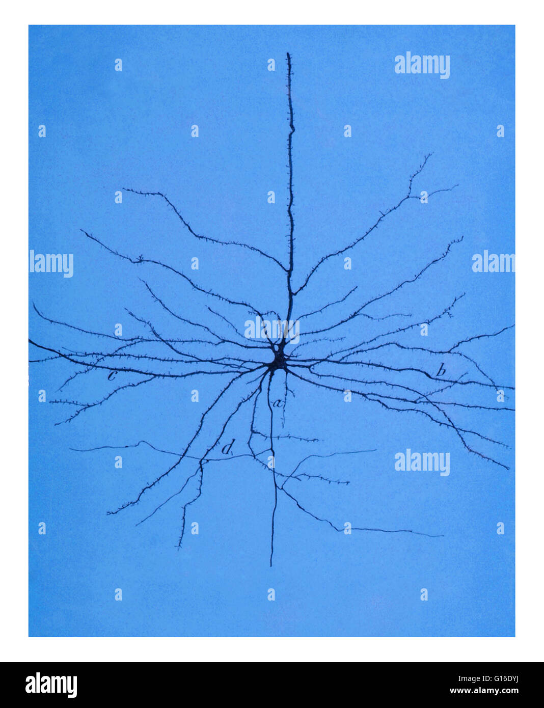 Drawing of a pyramidal cell in the cerebral motor cortex by Santiago Ramon y Cajal (1852-1934). Pyramidal neurons (pyramidal cells) are a type of neuron found in areas of the brain including the cerebral cortex, the hippocampus, and the amygdala. Pyramida Stock Photo