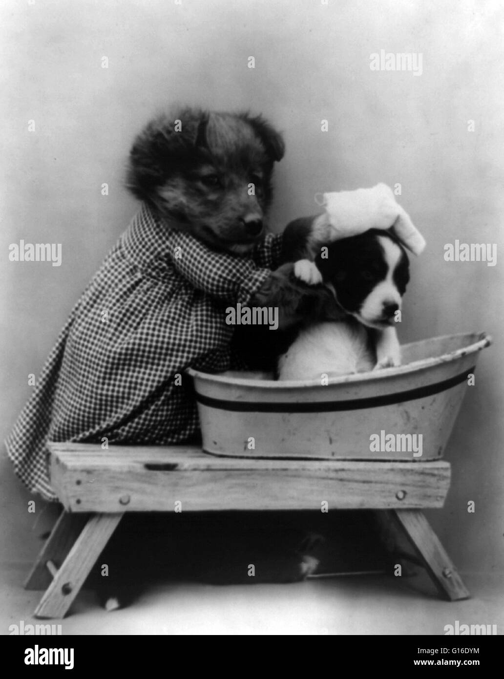 Entitled: 'The bath' shows dog dressed as human appearing to give another dog a bath in tub. Harry Whittier Frees (1879 - 1953) was an American photographer who photographed live animals dressed and posed in human situations with props. His animal photos Stock Photo