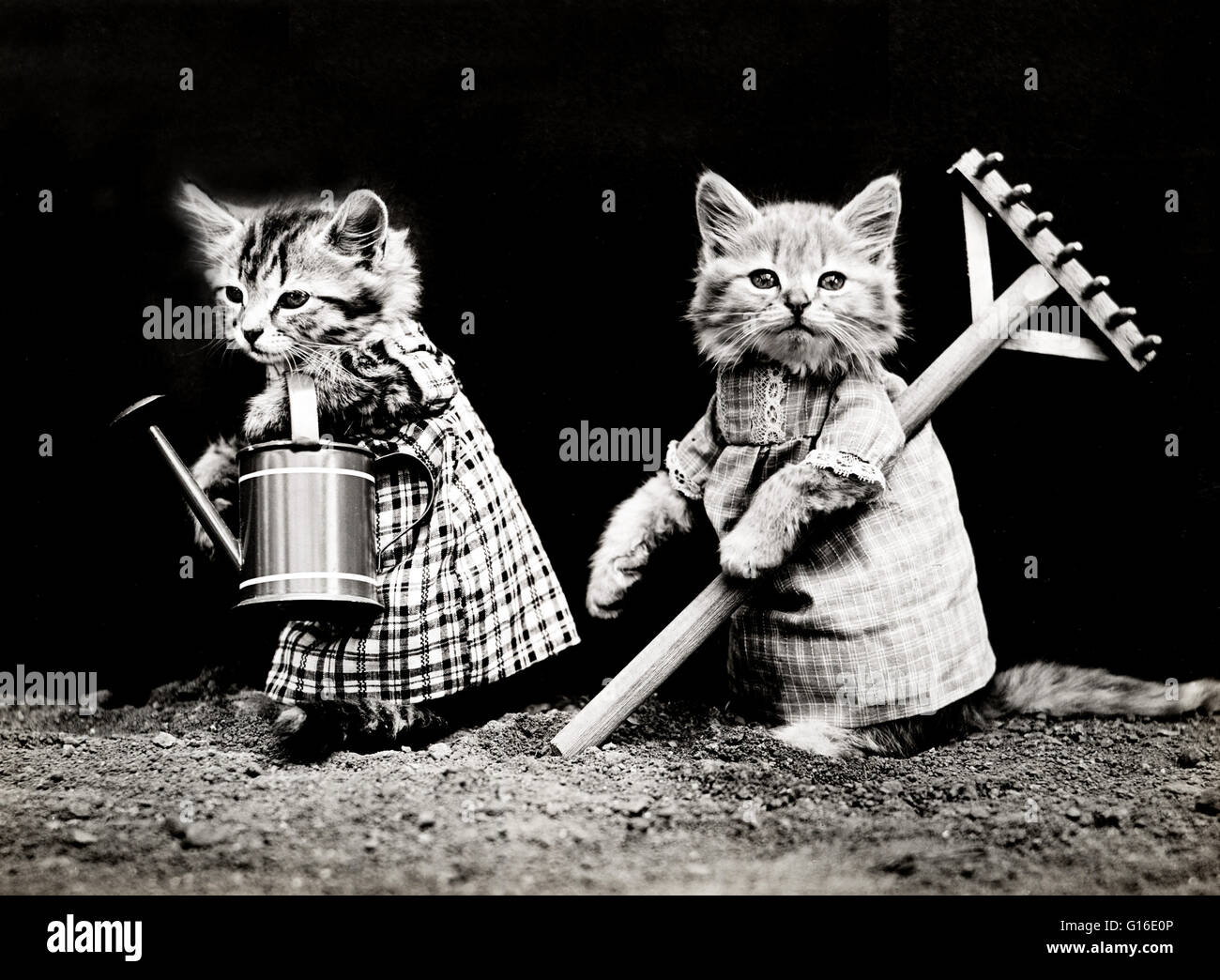 Entitled: 'Planting time' shows two kittens wearing dresses with a watering can and rake. Harry Whittier Frees (1879 - 1953) was an American photographer who photographed live animals dressed and posed in human situations with props. His animal photos wer Stock Photo