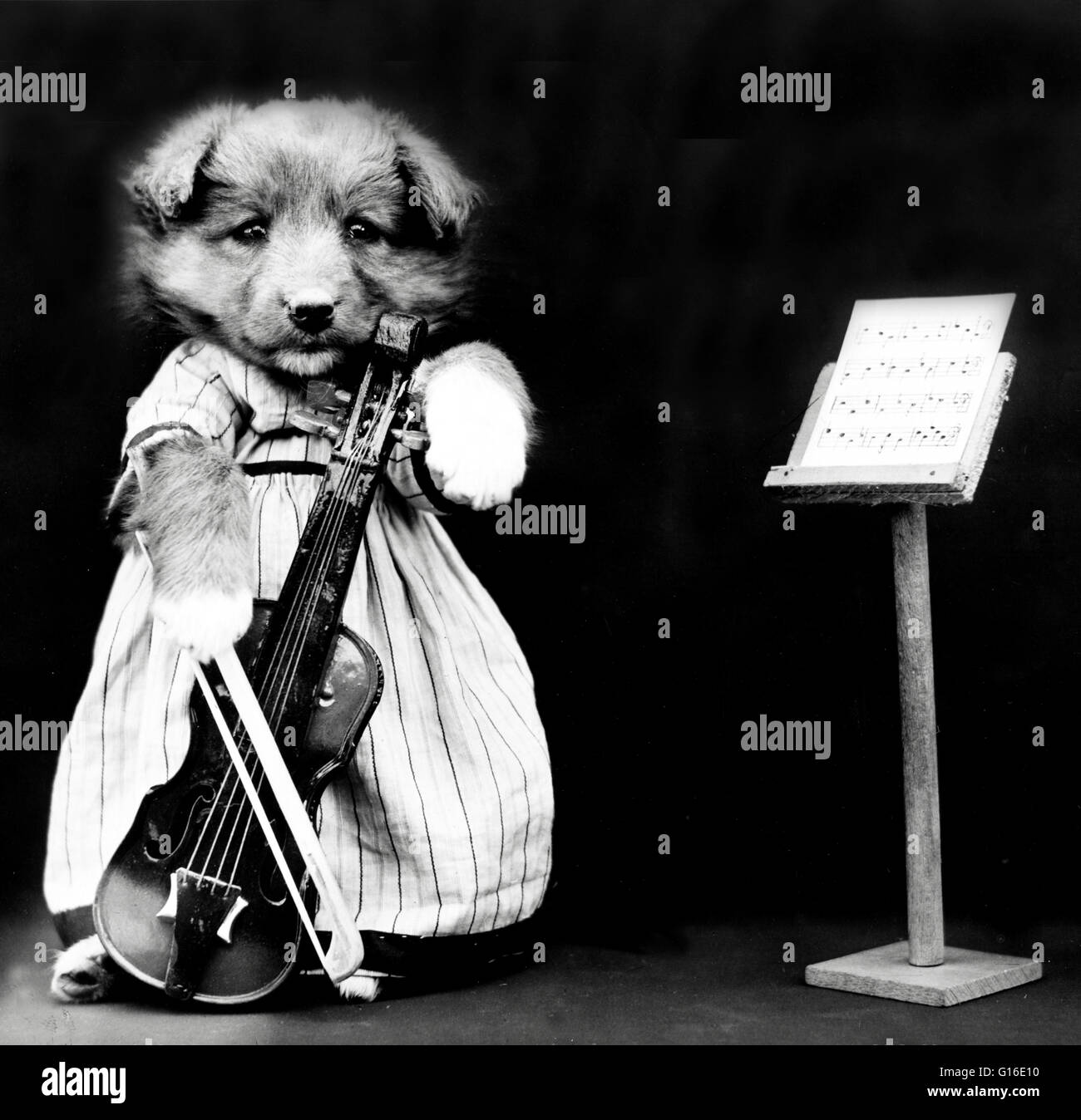 Entitled: 'The fiddler' shows a puppy playing a toy cello. Harry Whittier Frees (1879 - 1953) was an American photographer who photographed live animals dressed and posed in human situations with props. His animal photos were featured on post cards, calen Stock Photo