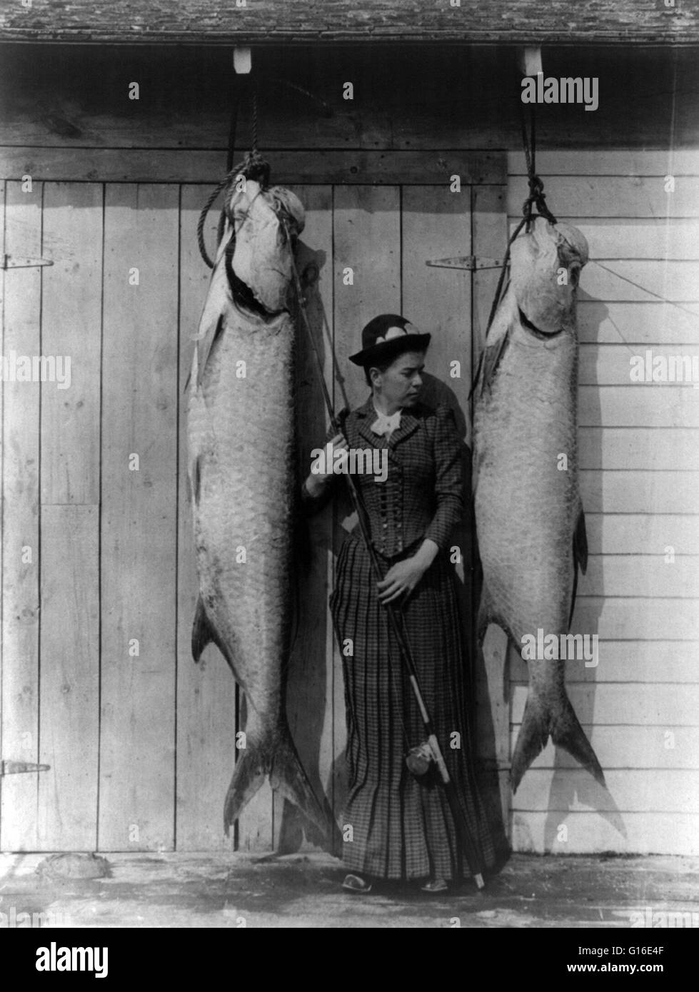 Entitled: 'Tarpon caught by Mrs. Charles E. Allen of Glasgow, Scotland, at St. James City, Florida.' Tarpon have a distinctive dorsal fin ray that extends into a long filament, a large upward pointing mouth and very large scales. Anglers catch tarpon that Stock Photo