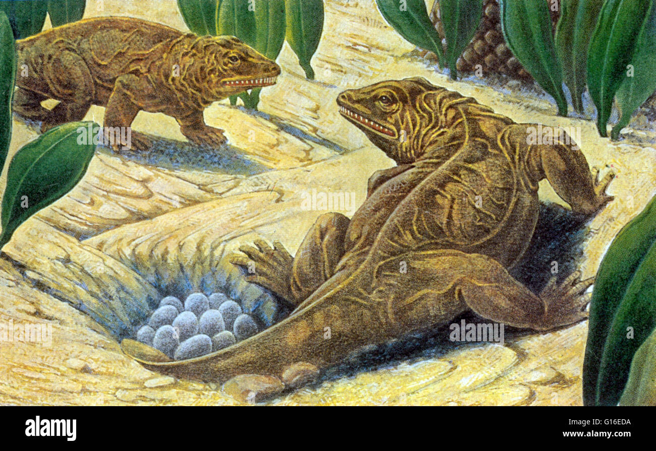 Seymouria was a reptile-like labyrinthodont (extinct amphibian subclass) from the early Permian of North America and Europe (approximately 280 to 270 million years ago). Seymouria was well adapted to life on land, with so many reptilian features it was fi Stock Photo