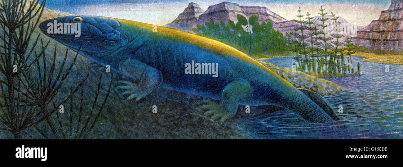 Ichthyostega Is An Early Tetrapod Genus That Lived At The End Of The 