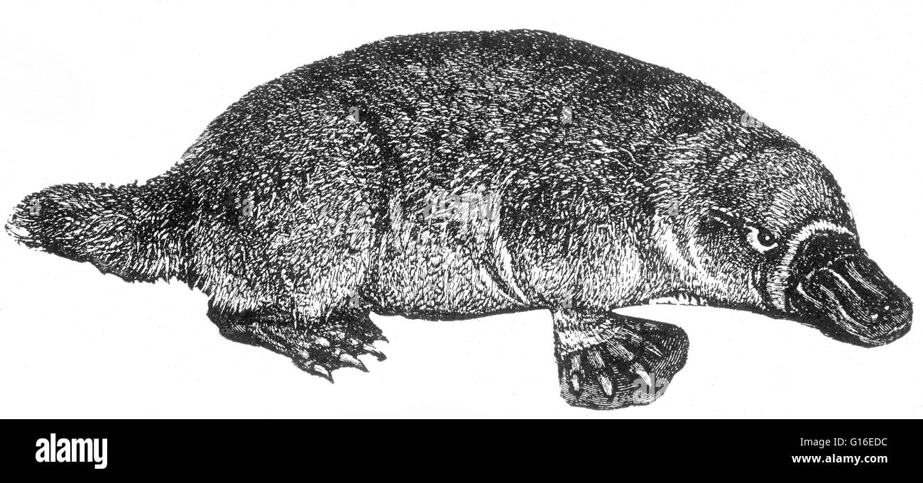 The platypus (Ornithorhynchus anatinus) is a semiaquatic mammal endemic to eastern Australia, including Tasmania. Together with the four species of echidna, it is one of the five extant species of monotremes, the only mammals that lay eggs instead of givi Stock Photo