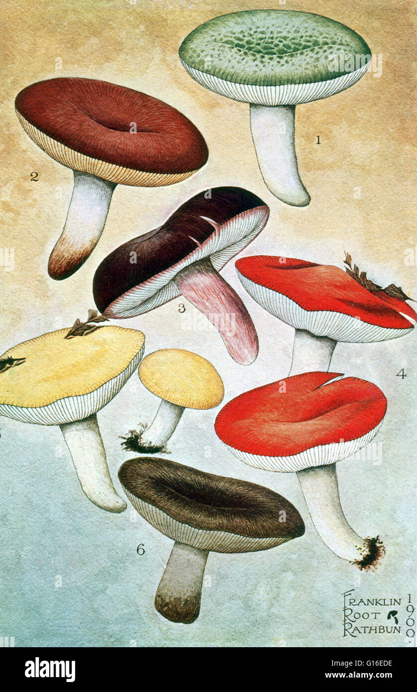 Russula species. A fungus is any member of a large group of eukaryotic organisms that includes microorganisms such as yeast and molds, as well as the more familiar mushrooms. These organisms are classified as a kingdom, Fungi, which is separate from plant Stock Photo