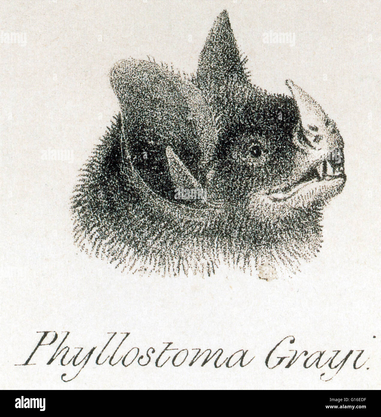 Head of Phyllostoma grayi from Darwin's zoology of the voyage of H.M.S. Beagle. Phyllostoma is a South American genus of phyllostomine bats from which the subfamily and the family each takes its name. Bats are mammals of the order Chiroptera whose forelim Stock Photo