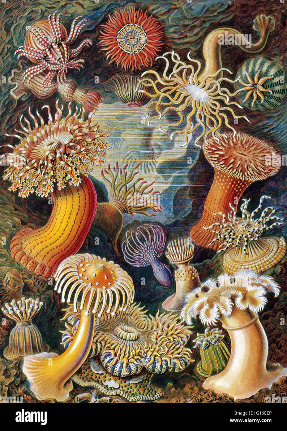 Sea anemones are a group of water-dwelling, predatory animals of the order Actiniaria. They are named for the anemone, a terrestrial flower. Sea anemones are classified in the phylum Cnidaria, class Anthozoa, subclass Hexacorallia. Anthozoa often have lar Stock Photo