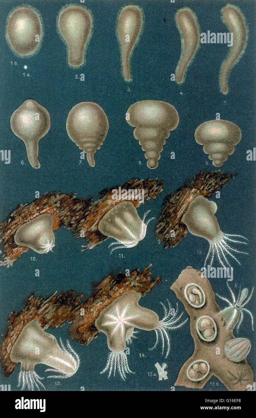 Coral development. (1-9) Stages of the egg from which emerged larvae. (10-14) Larva as it settles and develops for polyps stock. (15) One piece of precious coral stick. In A and B the goblets are cut away to show the eggs. The polyps C and D contain egg e Stock Photo