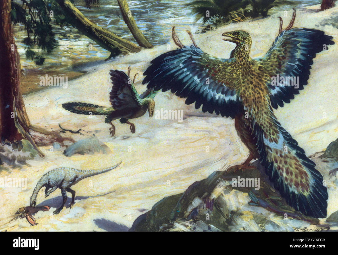 Archaeopteryx, sometimes referred to by its German name Urvogel (original bird or first bird), is a genus of early bird that is transitional between feathered dinosaurs and modern birds. It lived in the Late Jurassic period around 150 million years ago ha Stock Photo