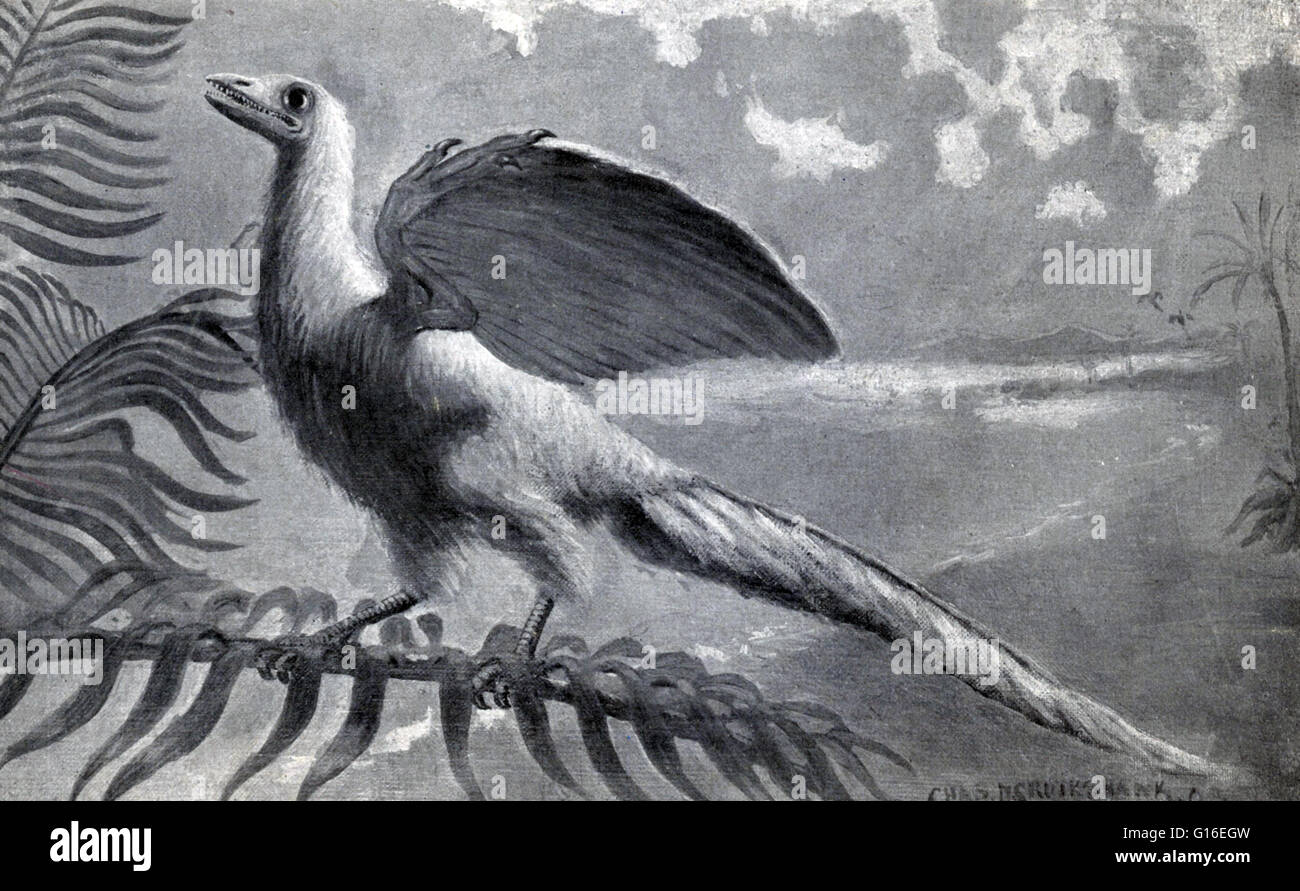 Archaeopteryx, sometimes referred to by its German name Urvogel (original bird or first bird), is a genus of early bird that is transitional between feathered dinosaurs and modern birds. It lived in the Late Jurassic period around 150 million years ago ha Stock Photo