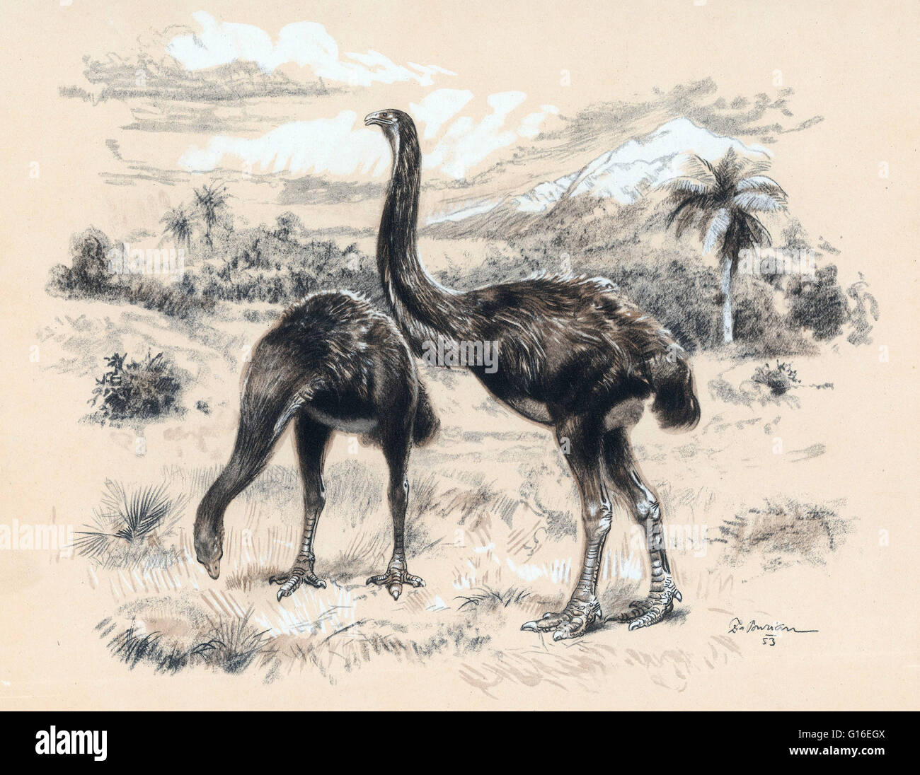 The giant moa (Dinornis) is an extinct genus of ratite birds belonging to the moa family. Like all ratites it was a member of the order Struthioniformes. The Struthioniformes are flightless birds with a sternum without a keel. They also have a distinctive Stock Photo