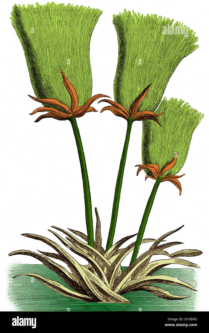 Colorized illustration of a Cyperus papyrus plant. Cyperus papyrus is a wetland sedge that produces a thick paper-like material, papyrus. Ancient Egyptians used this plant as a writing material and for boats, mattresses, mats, rope, sandals, and baskets. Stock Photo