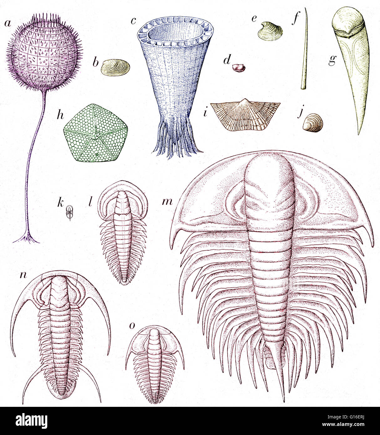 Color enhanced fossil record of early Cambrian times. Depicted are arthropods (D and K - O), mollusks (B, E and perhaps, F and G), brachiopods (I, J), echinoderms (H), sponges (A), and other organisms such as (C) that probably belong to phyla, or animal g Stock Photo