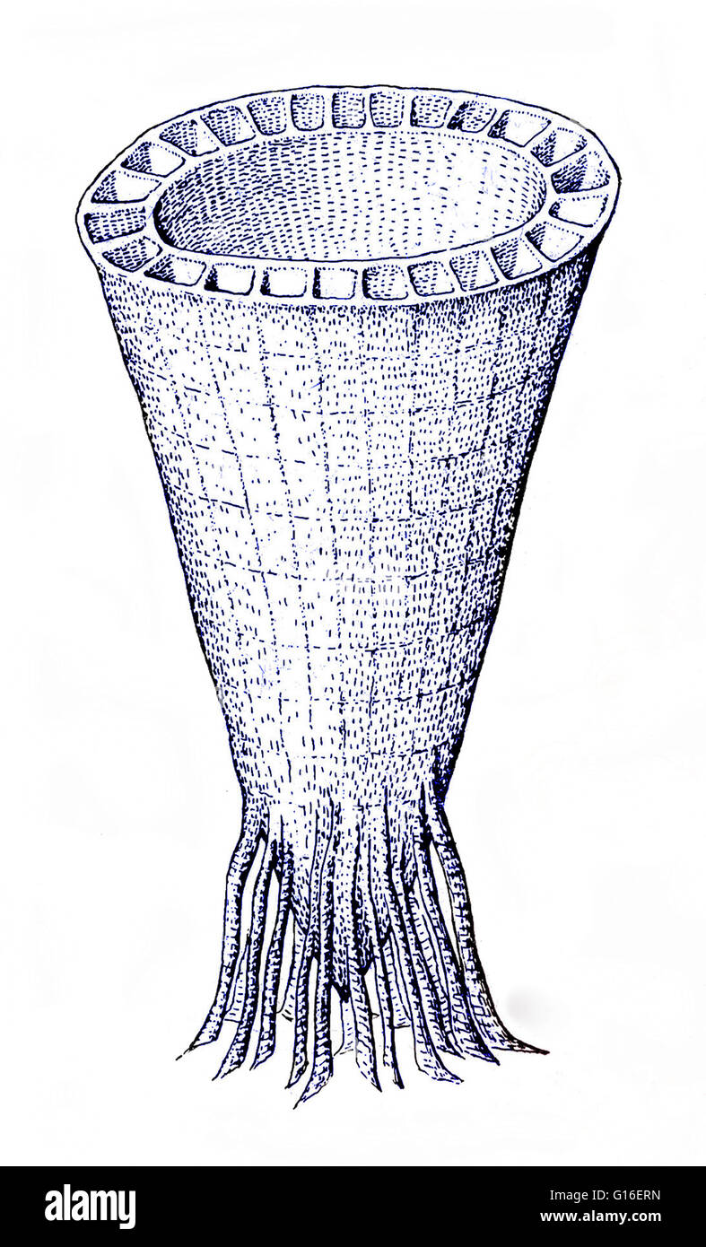 Color enhanced fossil drawing of an extinct organism belonging to the phylum group from early Cambrian times. The Cambrian is the first geological period of the Paleozoic Era (1.9 million years ago). The rapid diversification of lifeforms in the Cambrian, Stock Photo