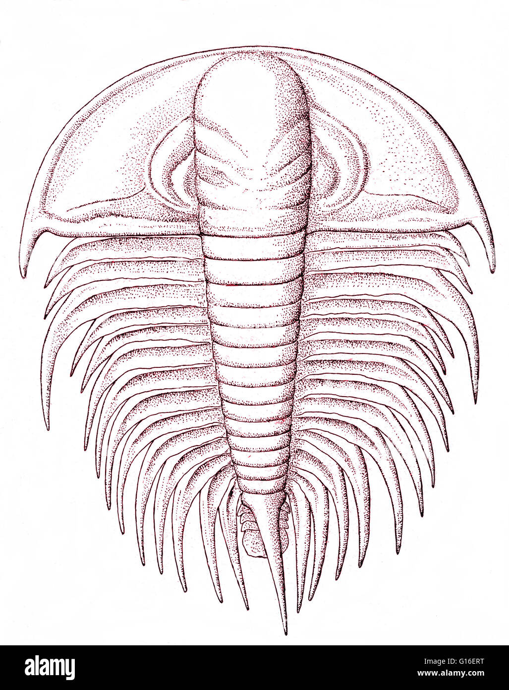 Color enhanced fossil record of an extinct arthropod from early Cambrian times. The Cambrian is the first geological period of the Paleozoic Era (1.9 million years ago). The rapid diversification of lifeforms in the Cambrian, known as the Cambrian explosi Stock Photo