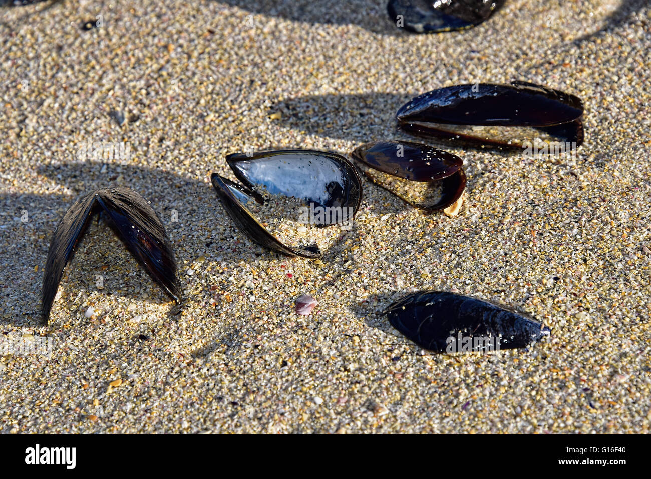 Mussel shells on the beach Stock Photo