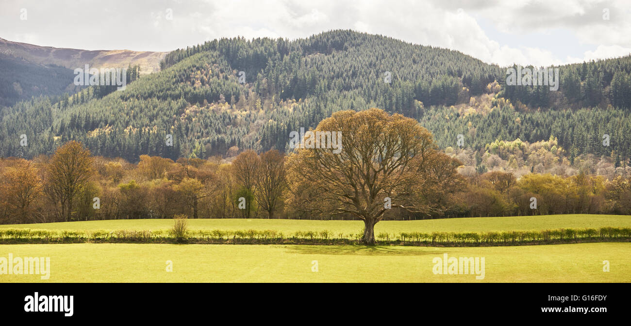 Tree in Vibrant Meadow near Bassenthwaite Lake in the English Lake District, Cumbria, north west England Stock Photo