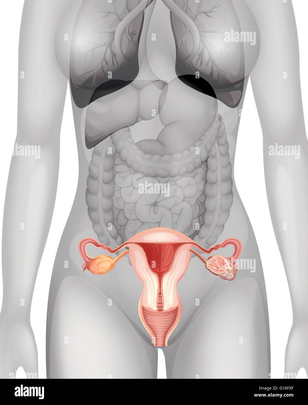 Female genitals in human body illustration Stock Vector