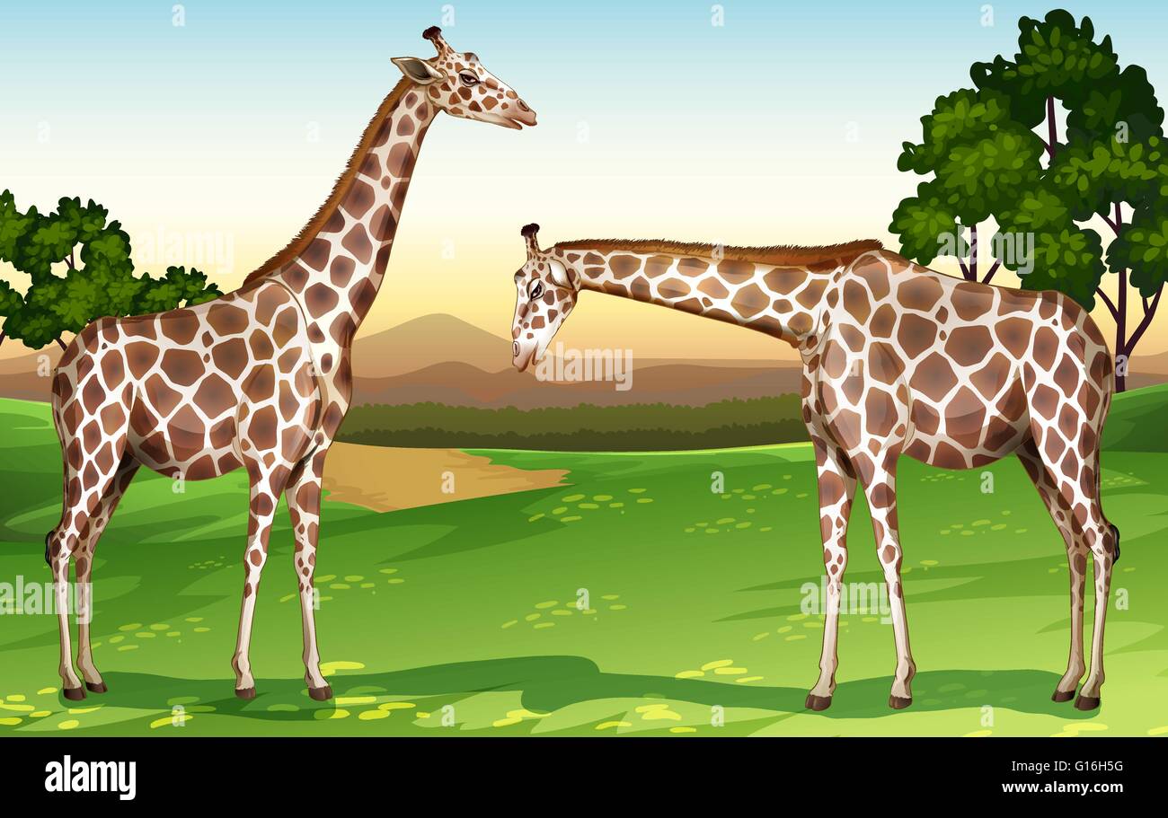 Two giraffes in the field illustration Stock Vector Image & Art - Alamy