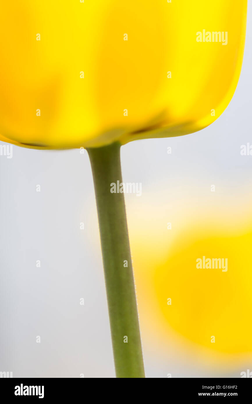 A close up of a tulip Stock Photo - Alamy