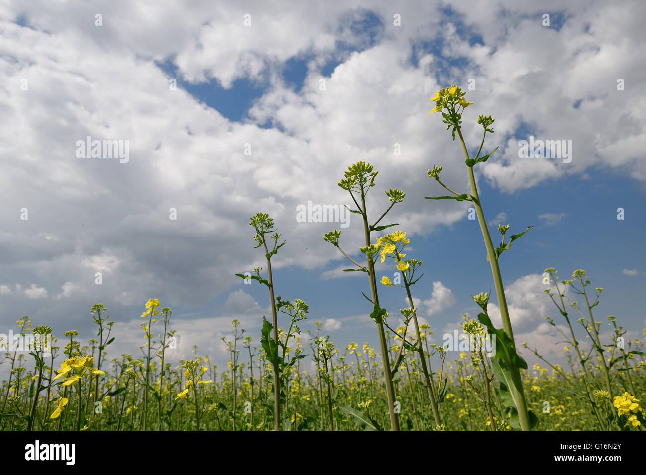 Field of summer grass and bright blue sky Stock Photo - Alamy