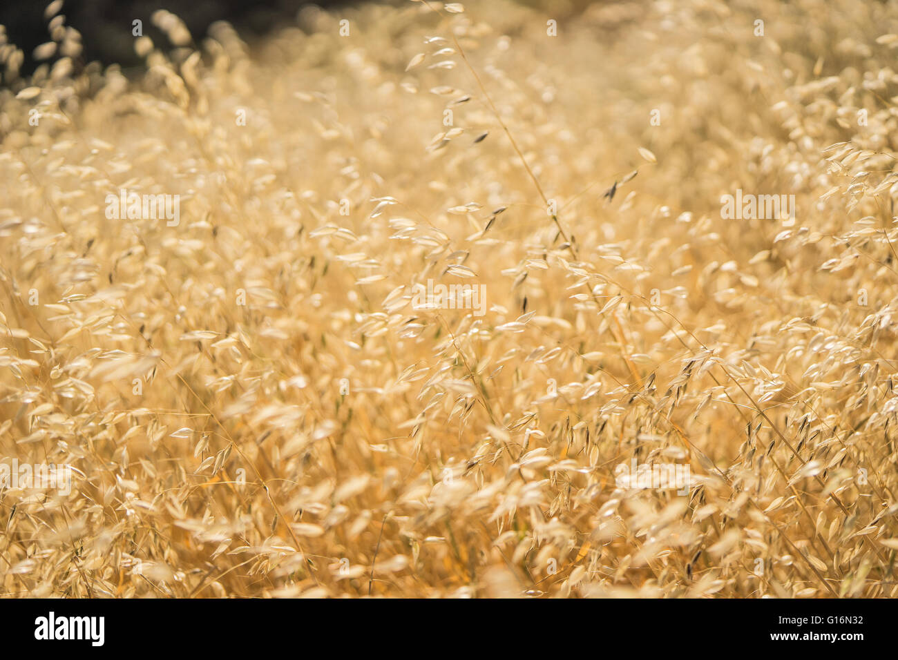 Yellow golden grass grows into the distance of natural field. Stock Photo