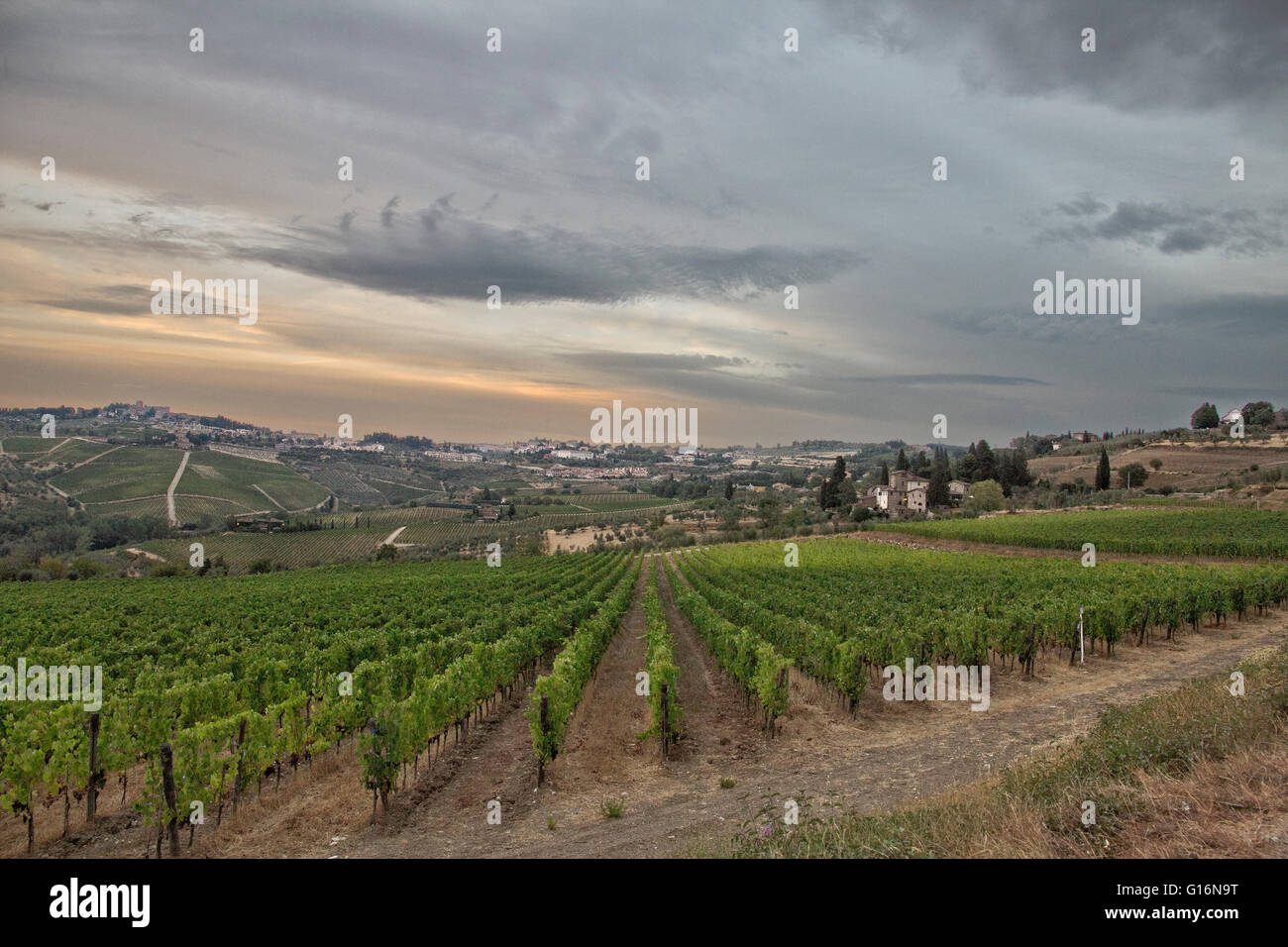 View of vineyards in Tuscany, Italy Stock Photo