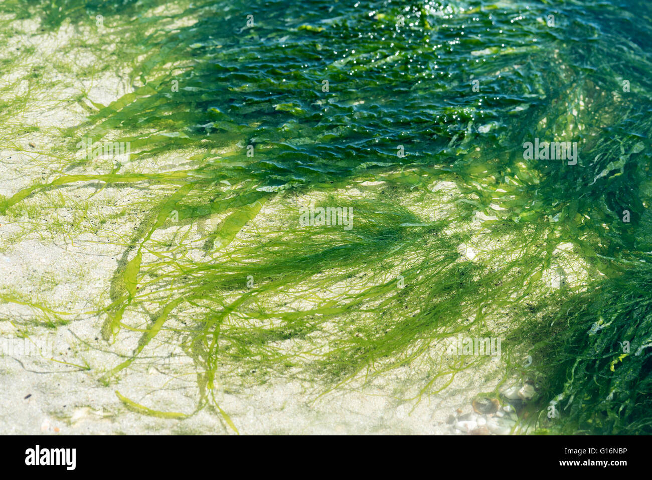 Rock pool green algae seaweed hires stock photography and images Alamy