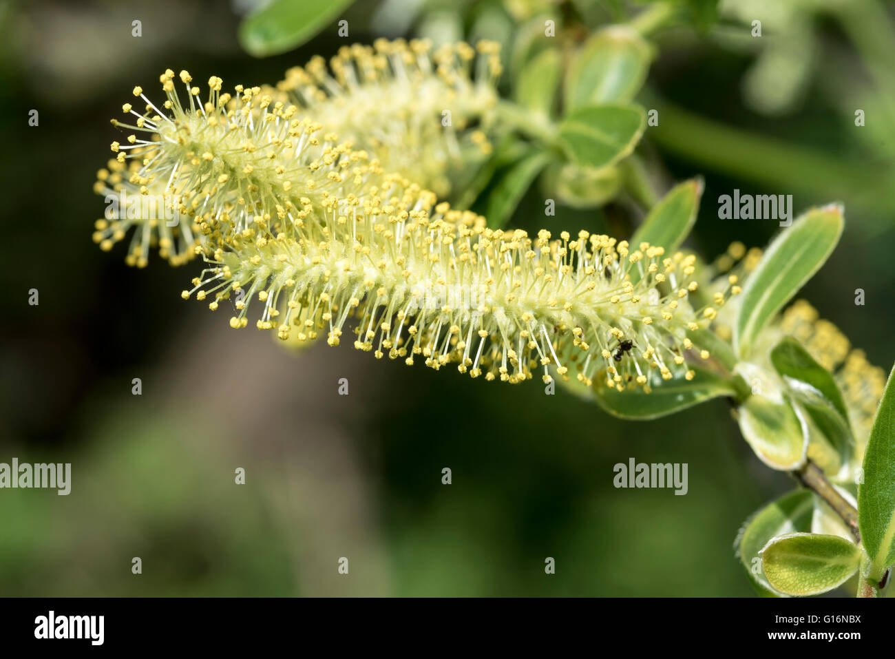 A male Willow catkin Stock Photo