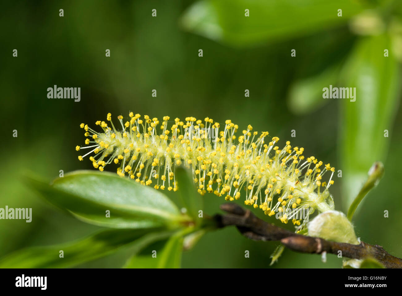 A male yellow Willow catkin Stock Photo