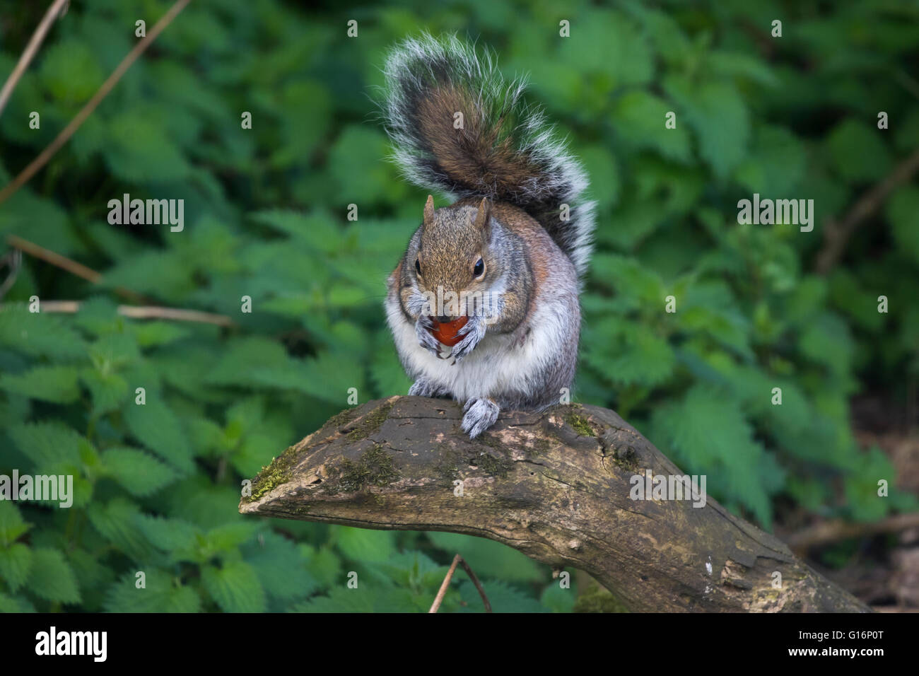 Grey Squirrel Sciurus carolinensis eating eating cherry tomato Stock