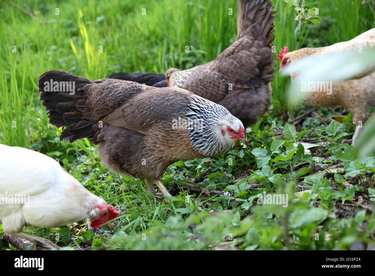 Several colourful free-range chickens looking for food in an orchard Stock Photo