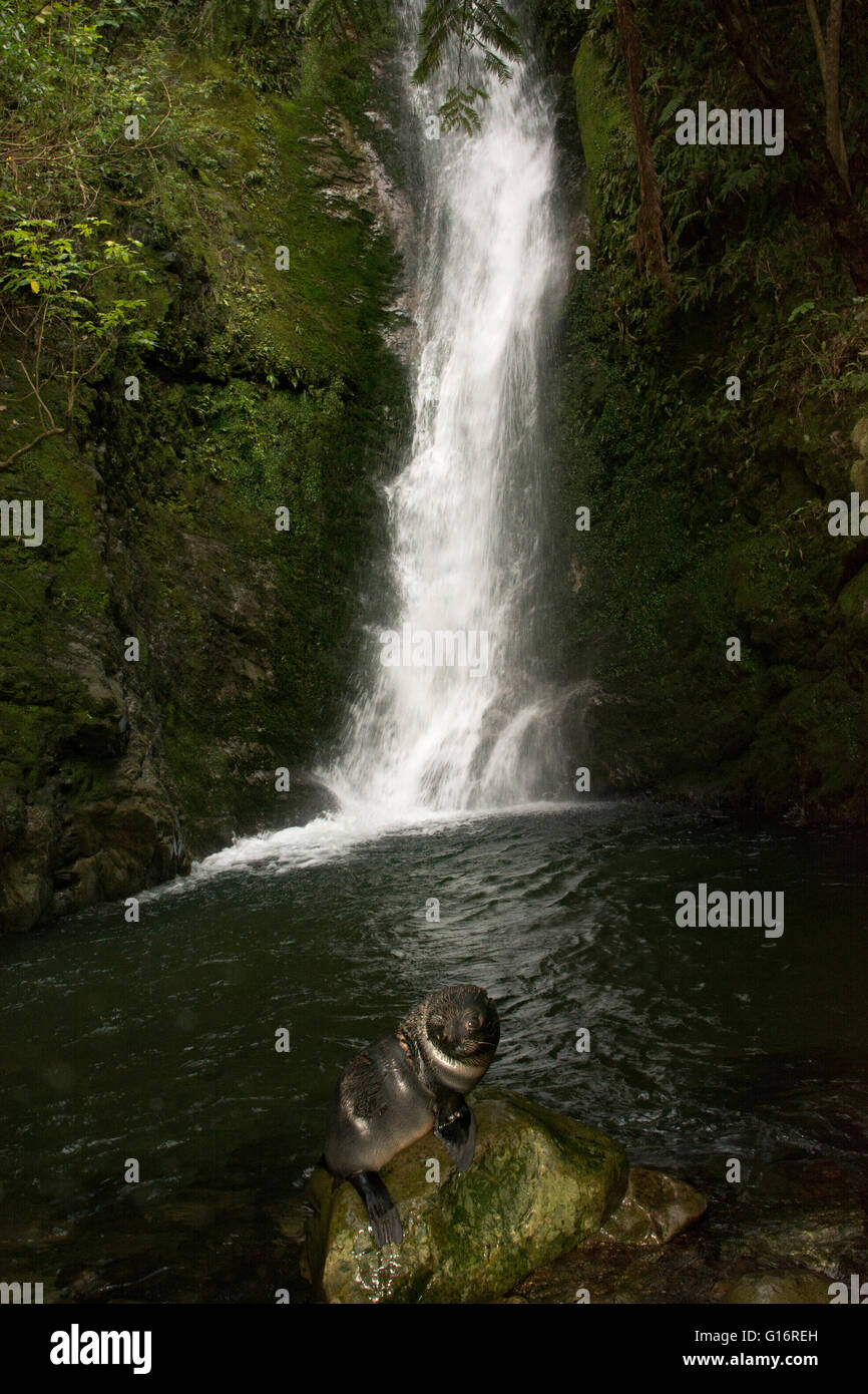 A New Zealand Fur Seal baby sitting on a stone at the shore of a