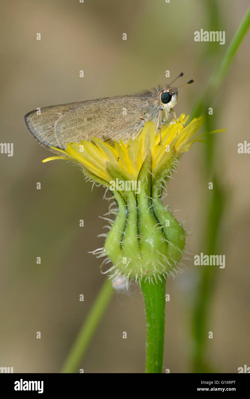 Pigmy Skipper - Gegenes pumilio Small Butterfly from Cyprus Stock Photo