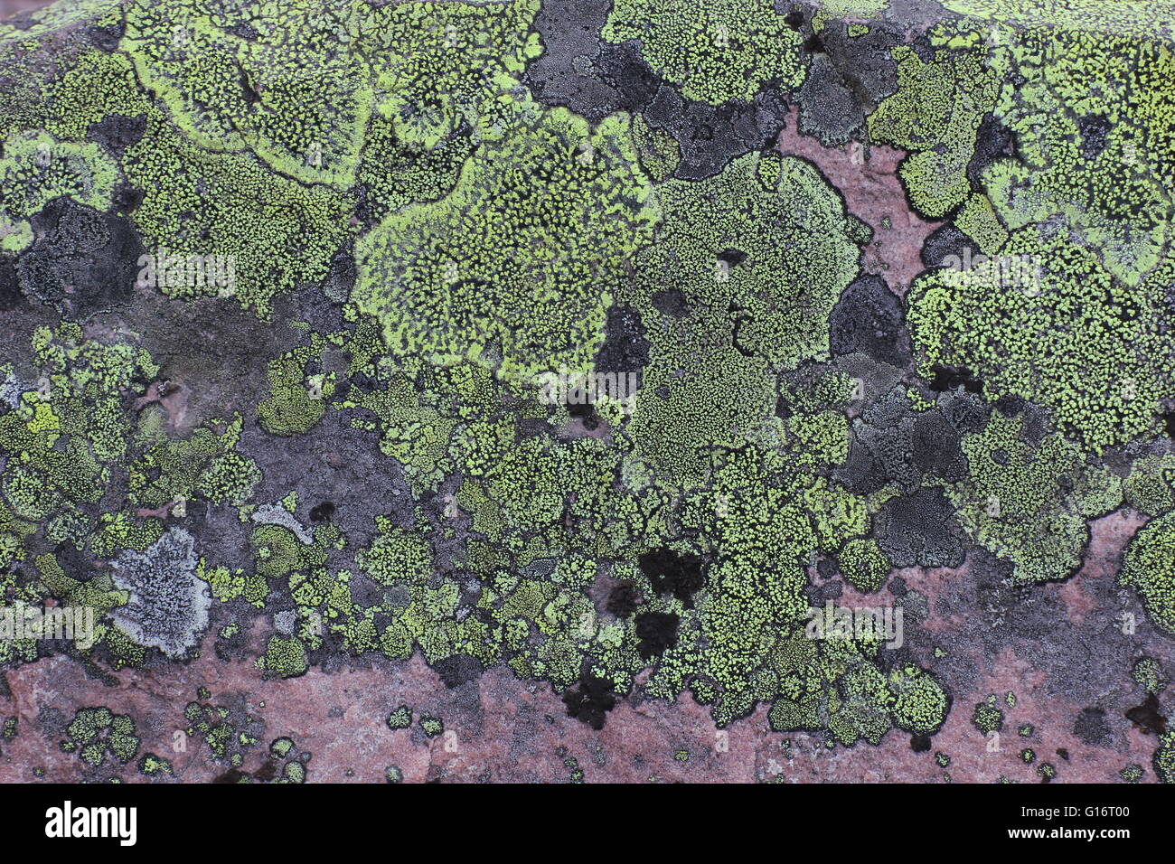Background with lichen on red rock. Stock Photo