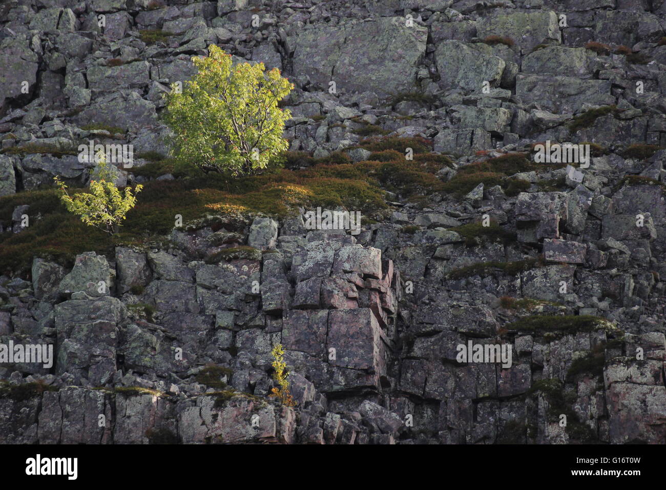 Cliff with a birch growing on rock spur Stock Photo Alamy
