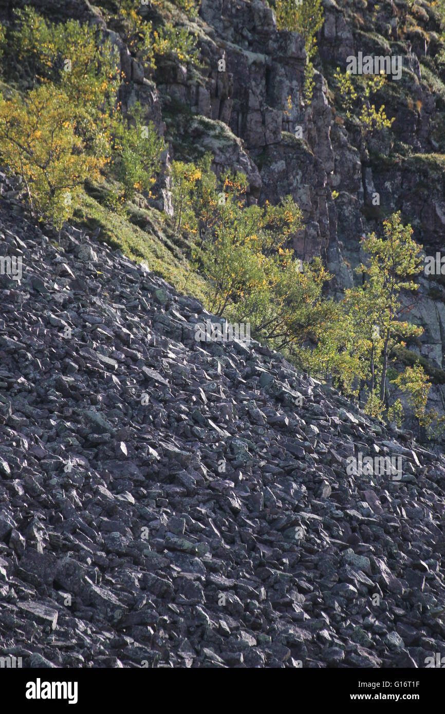 Gravel slope with growing trees Stock Photo Alamy