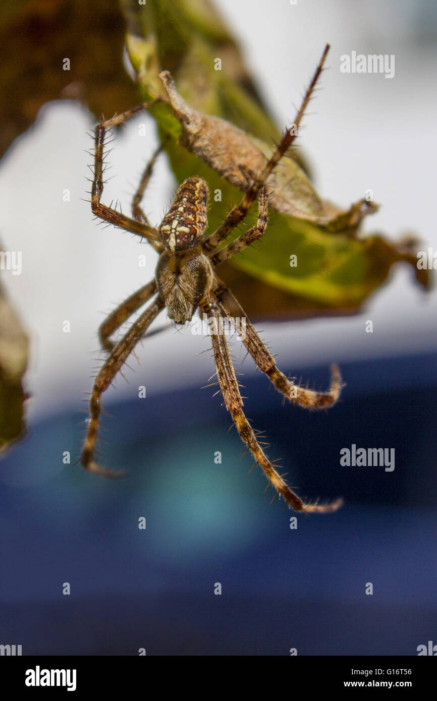 Wood spiders hires stock photography and images Alamy