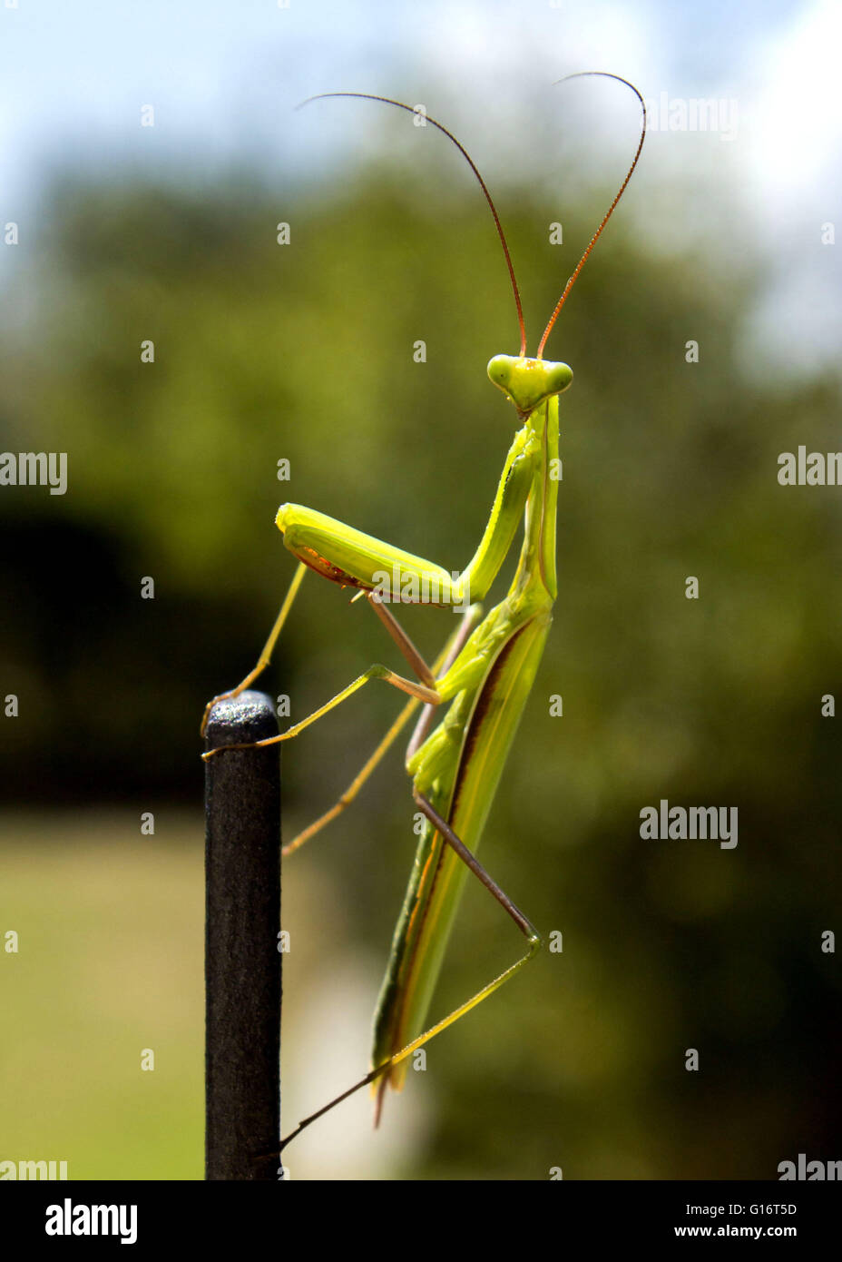 A praying mantis came to visit my house. Stock Photo
