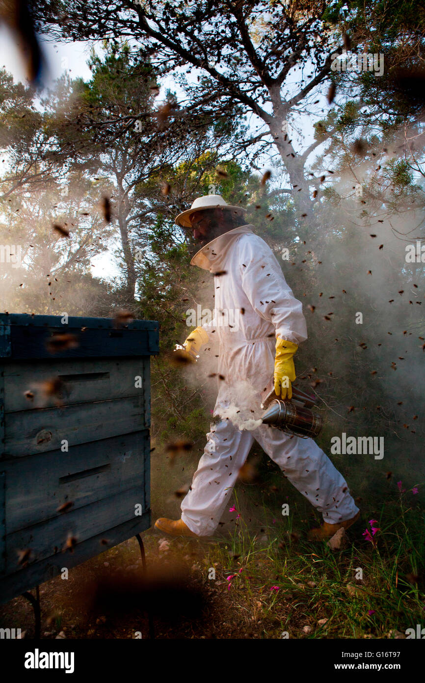 An apiarist of the honey Es Morer at Es Pujols fields. Formentera (Balearic Islands). Stock Photo